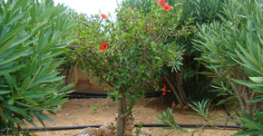 Villa_Petrino_Xerokampos_Garden_11