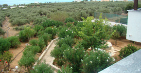 Villa_Petrino_Xerokampos_Garden_15