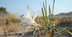 Xerokampos_katsounaki_Beach_East_Crete_03