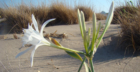 Xerokampos_katsounaki_Beach_East_Crete_06